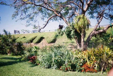slides\slopetree1.jpg